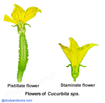 Cucurbitaceae, vegetative characters, cucurbita, cucumber, pumpkin family